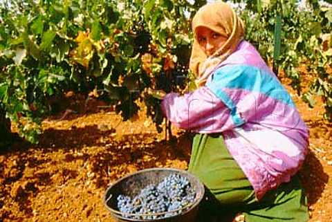 Harvesting in the Khorbet Kanafer   vineyard of Chateau Ksara in the   Bekaa Valley Lebanon
