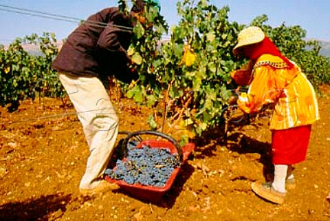 Harvesting in the Khorbet Kanafer   vineyard of Chateau Ksara in the   Bekaa Valley Lebanon