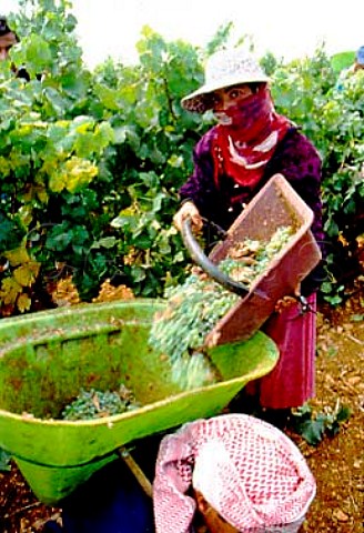 Harvesting in the Khorbet Kanafer   vineyard of Chateau Ksara in the   Bekaa Valley Lebanon