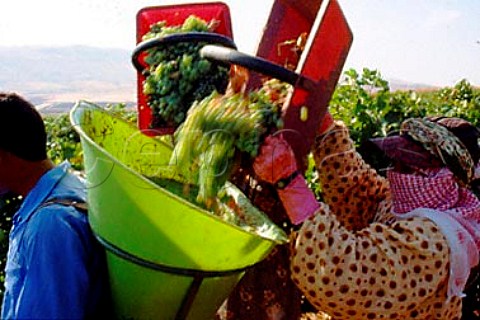 Harvesting in the Khorbet Kanafer   vineyard of Chateau Ksara in the   Bekaa Valley Lebanon