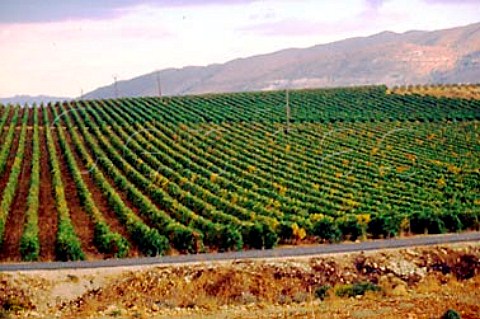 The Khorbet Kanafer vineyard of Chateau   Ksara in the Bekaa Valley Lebanon
