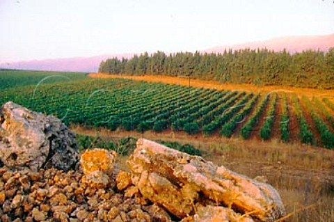 The Khorbet Kanafer vineyard of Chateau   Ksara in the Bekaa Valley Lebanon