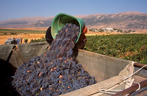 Harvesting in the Tall Dnoub vineyard of   Chateau Ksara in the Bekaa Valley   Lebanon