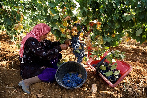Harvesting in the Tall Dnoub vineyard of   Chateau Ksara in the Bekaa Valley   Lebanon
