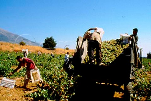 Harvesting in vineyard of   Chateau Kefraya Bekaa Valley Lebanon