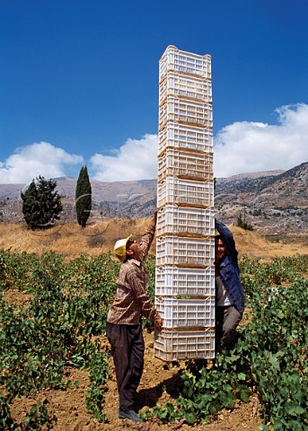 Harvesting in vineyard of Chateau Kefraya Bekaa Valley Lebanon
