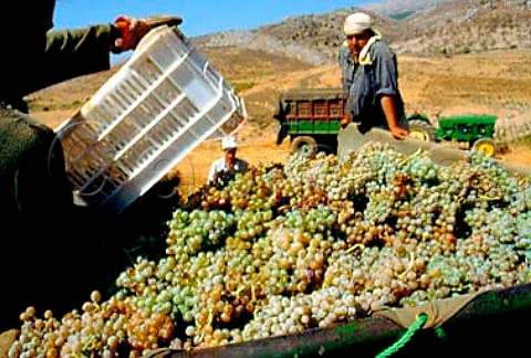 Harvesting in vineyard of   Chateau Kefraya Bekaa Valley Lebanon