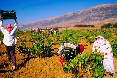 Harvesting in vineyard of Chateau Musar   at Aana in the Bekaa Valley Lebanon