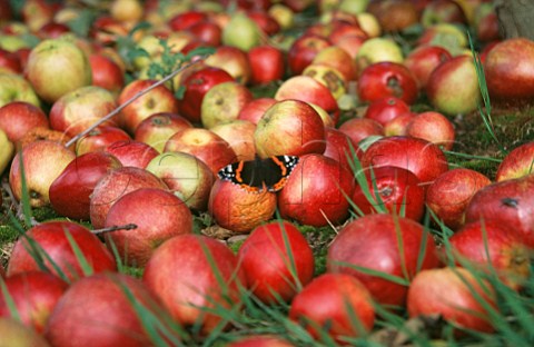 Red Admiral butterfly on cider apples which have been shaken from the tree Somerset England