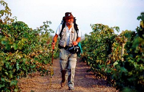 Pilgrim walking the Camino de Santiago   in vineyard at Navarette through where   the route passes  La Rioja Spain   Rioja Alta