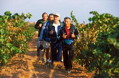 Pilgrims walking the Camino de Santiago   in vineyard at Navarette through where   the route passes  La Rioja Spain   Rioja Alta