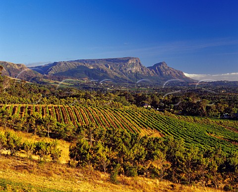 Steenberg vineyards Constantia   Cape Province South Africa