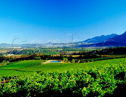 Uva Mira vineyards Stellenbosch   Cape Province South Africa