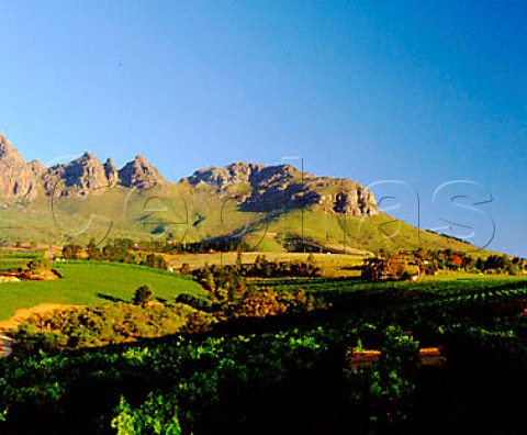 Helderkruin vineyards Stellenbosch   Cape Province South Africa