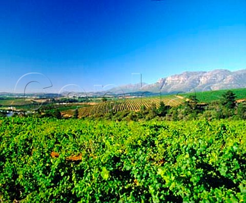 Helderkruin vineyards Stellenbosch   Cape Province South Africa