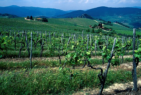 Montesodi vineyard of Castello di   Nipozzano Pelago Tuscany Italy   Chianti Rufina