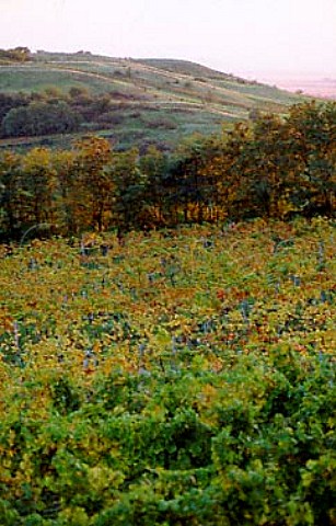 Vineyard of Josef Umathum Burgenland   Austria   Neusiedlersee