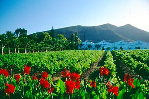 Vineyard and winery of Van Loveren   Robertson South Africa