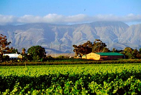 Vineyard and winery of Viljoensdrift   Wines Robertson South Africa