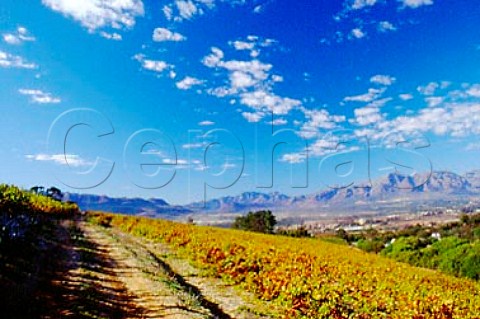 Coleraine vineyard in autumn   Paarl South Africa