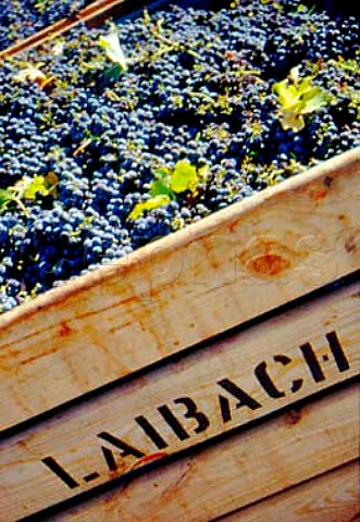 Harvested grapes of Lalbach Vineyards   Stellenbosch South Africa