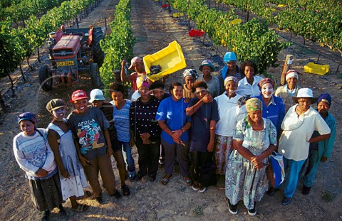 Grape pickers of Lalbach Vineyards   Stellenbosch South Africa