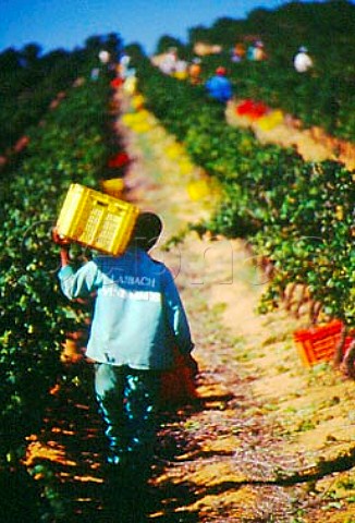 Harvesting in Lalbach Vineyards   Stellenbosch South Africa
