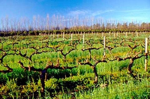Early spring in vineyard with covercrop   between vines    LAvenir Estate   Stellenbosch South Africa