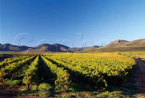 Vineyard on Zandvliet Estate Robertson  South Africa