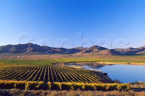 Vineyard on Zandvliet Estate Robertson   South Africa