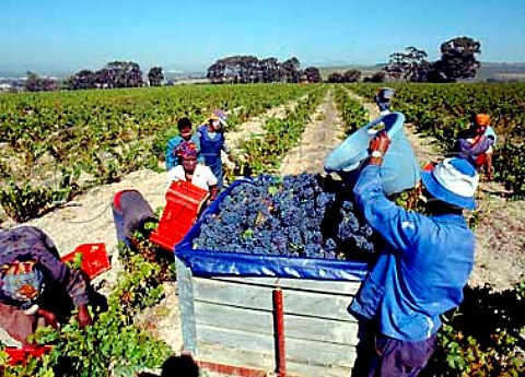 Harvesting grapes destined for Hamilton Russell   in vineyard of Skoongesig Farm Firgove   near Somerset West South Africa  Stellenbosch