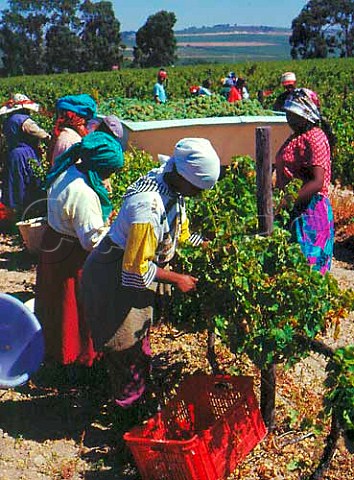 Grape pickers in vineyard of Skoongesig Farm   Firgove near Somerset West South Africa    Stellenbosch