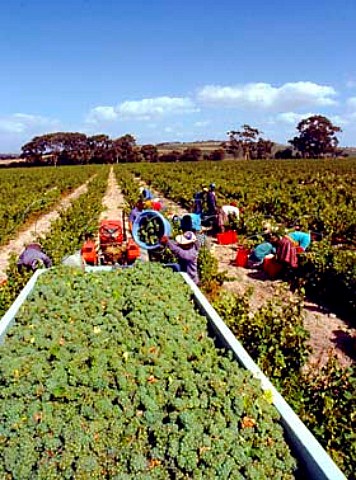 Harvesting grapes in vineyard of Skoongesig Farm   Firgove near Somerset West South Africa    Stellenbosch