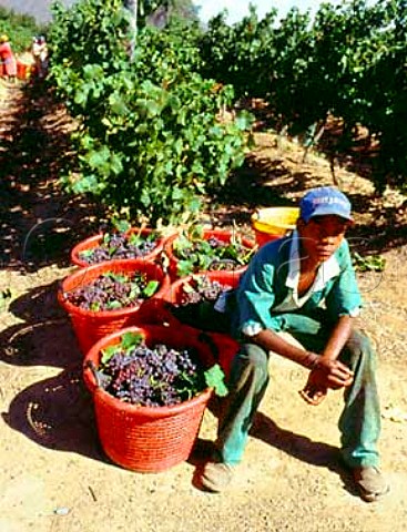 Picker with harvested grapes in vineyard of    Van Loveren Estate Robertson South Africa