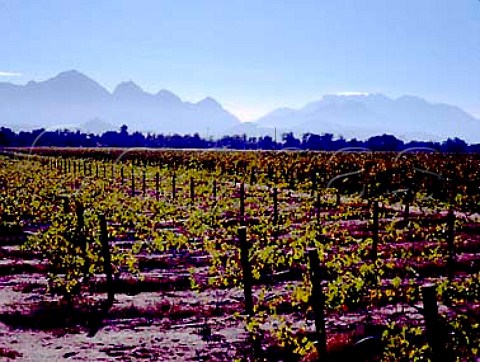 Vineyard of Du Preez Estate with the   Slanghoek Mountains in the distance   Rawsonville South Africa      Worcester