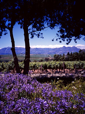 Amani Wine Estate Stellenbosch   South Africa
