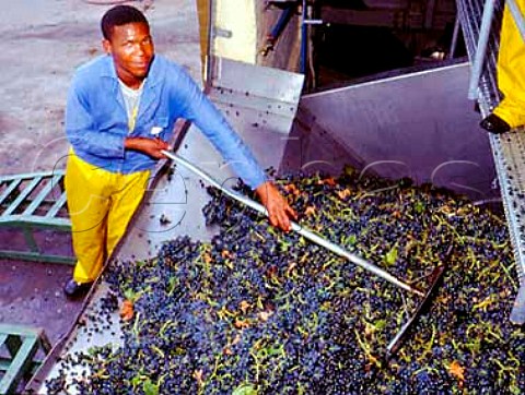 Harvested grapes at the Graham Beck Winery   Robertson South Africa