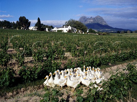 Flock of ducks in vineyard to eat the snails   Firgrove Stellenbosch South Africa