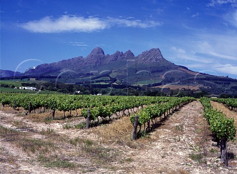 Vineyard of Longridge Estate with the Helderberg   beyond Stellenbosch South Africa
