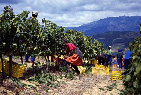 Harvesting grapes in vineyard of   Dieu Donn Franschhoek   South Africa   Paarl