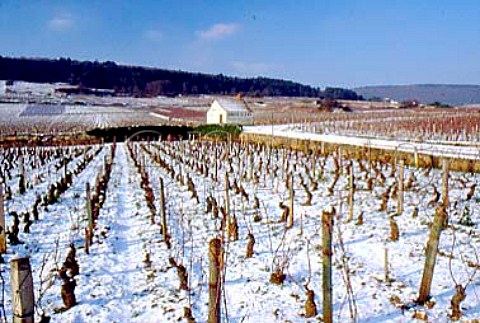 Hut of Domaine Pierre Damoy in   Chambertin Clos de Bze vineyard   GevreyChambertin Cte dOr France   Cte de Nuits