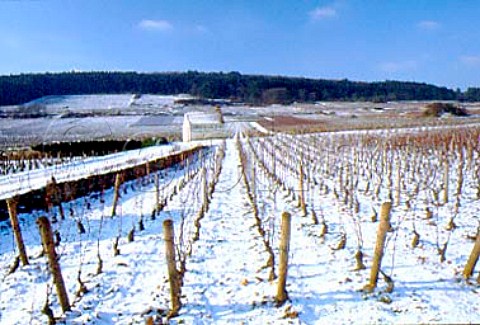 Hut of Domaine Pierre Damoy in   Chambertin Clos de Bze vineyard   GevreyChambertin Cte dOr France   Cte de Nuits