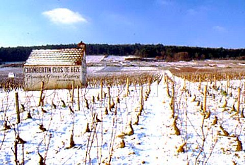 Hut of Domaine Pierre Damoy in   Chambertin Clos de Bze vineyard   GevreyChambertin Cte dOr France   Cte de Nuits