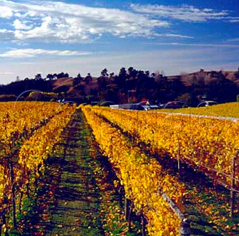 Autumnal vineyard of Kahurangi Estate   Upper Moutere New Zealand    Nelson