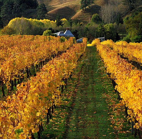 Autumnal vineyard of Kahurangi Estate with a neighbours old hop kiln beyond   Upper Moutere New Zealand    Nelson