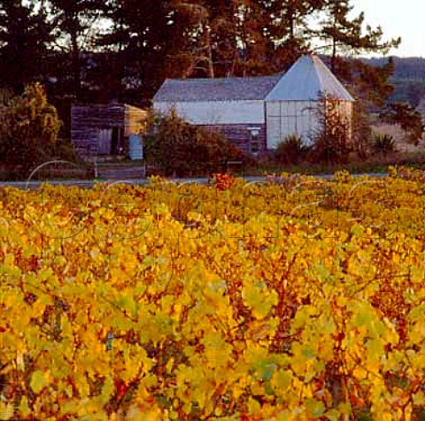 Autumnal vineyard of Kahurangi vineyard with a neighbours old hop kiln beyond   Nelson New Zealand    Nelson