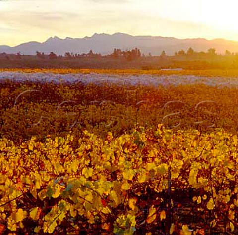 Dawn breaking over autumnal vineyard of   Kahurangi Estate Nelson New Zealand      Nelson