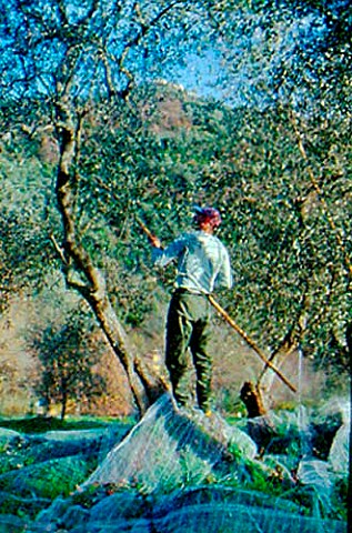 Olive harvest nets under the trees   catch the olives when they fall   Impria Ligria Italy