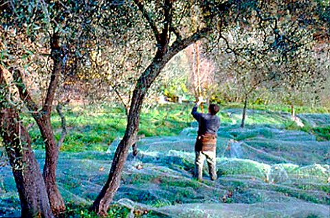 Olive harvest nets under the trees   catch the olives when they fall   Impria Ligria Italy