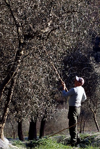 Olive harvest nets under the trees   catch the olives when they fall   Impria Ligria Italy